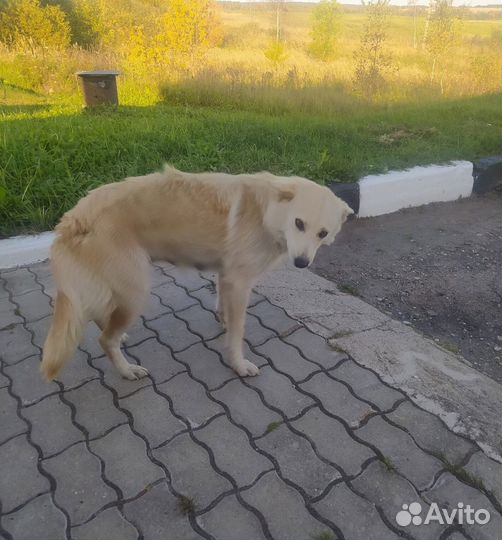 Отдам в добрые руки