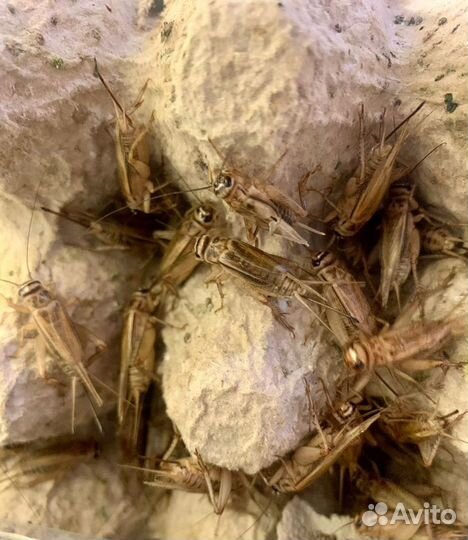 Кормовые насекомые