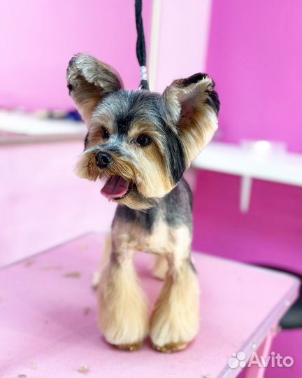 Стрижка собак и кошек. Грумер