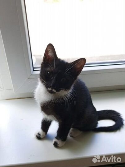 Кошечка в дар