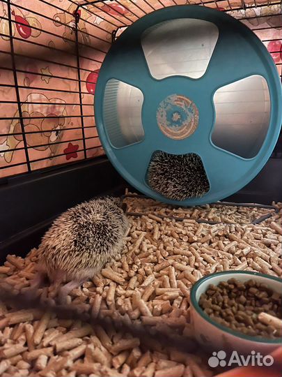 Африканский ежик