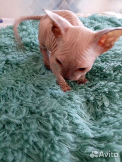 Донской сфинкс котята