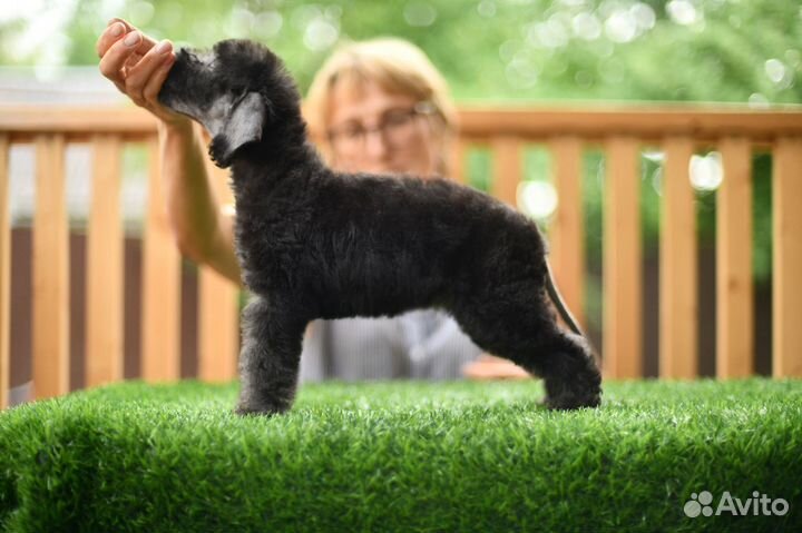 Щенки бедлингтон терьера