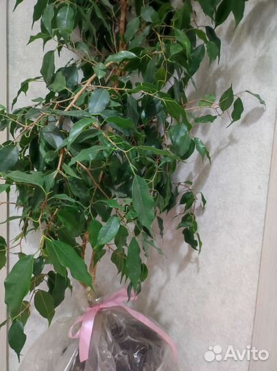 Фикус Бенджамина 140см