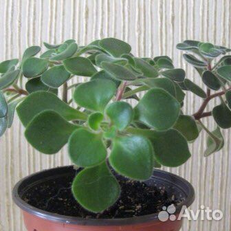 Цветы Аихризон дерево любви