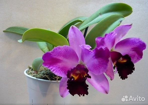 Каттлея Pot. Summer Choice