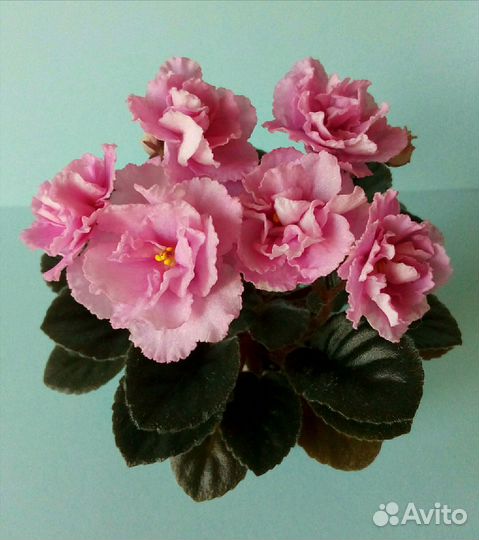 Листы сортовых мини фиалок