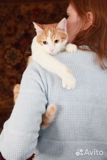Котики бесплатно