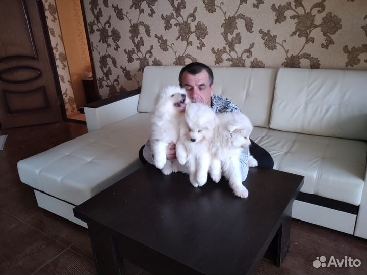 Щенки самоеда-талисман на счастье