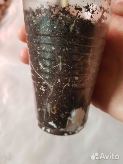 Бугенвиллия вера биколор