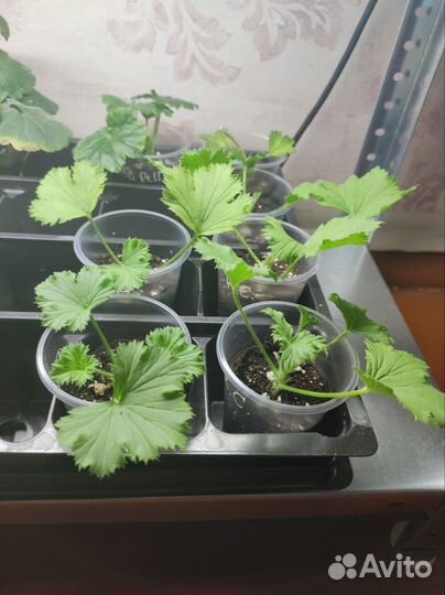 Королевская пеларгония сорт Regalia Chocolate