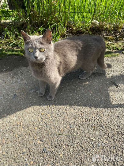 Кошечка в добрые руки, бросили кошечку