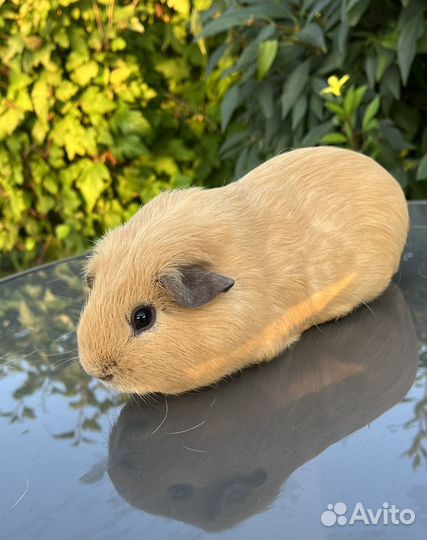 Морская свинка английский селф мальчик