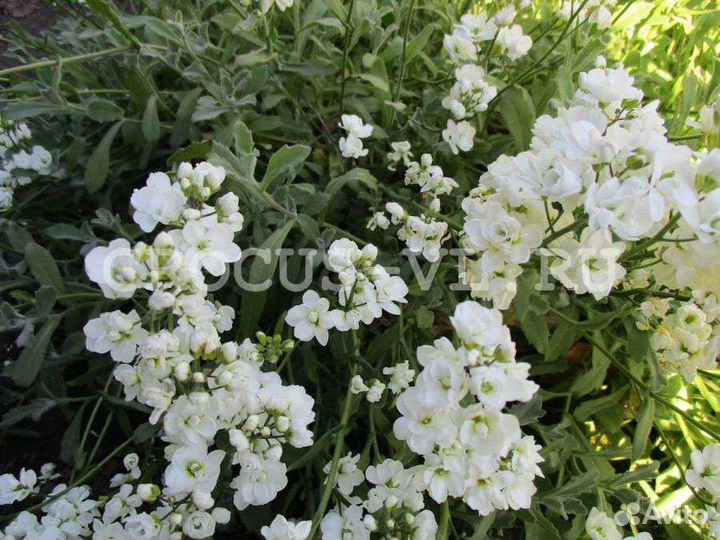 Арабис махровый