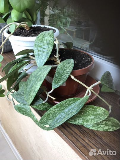 Хойя Пубикаликс взрослое растение