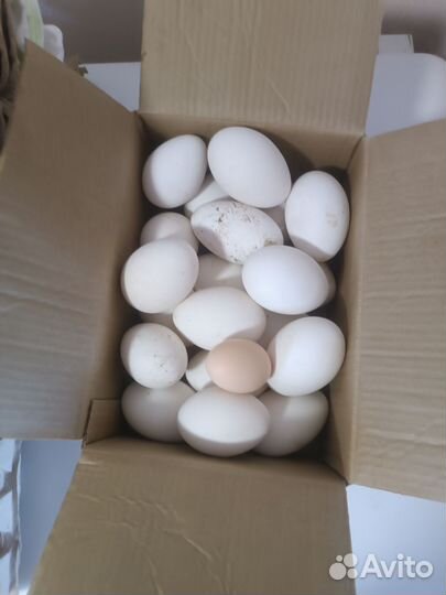 Яйца гусиные и куриные на инкубацию