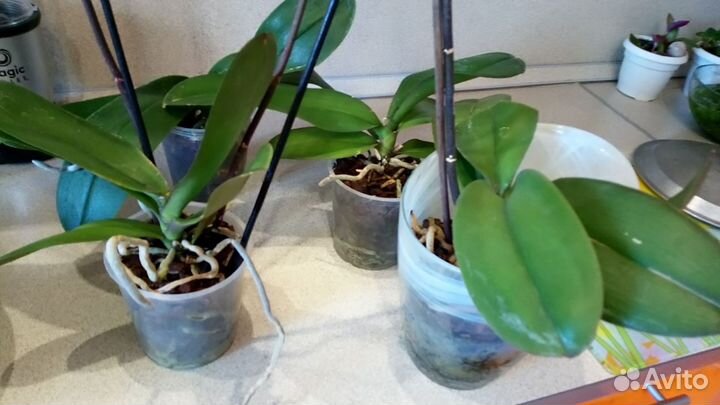 Орхидея фаленопсис