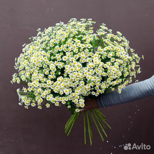 Ромашки полевые,доставка букетов