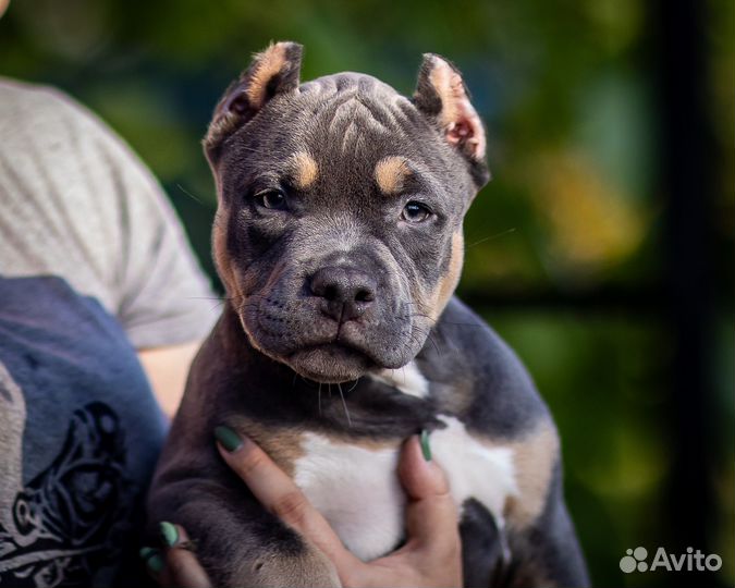 Американский булли покет