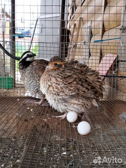 Виргинский перепел