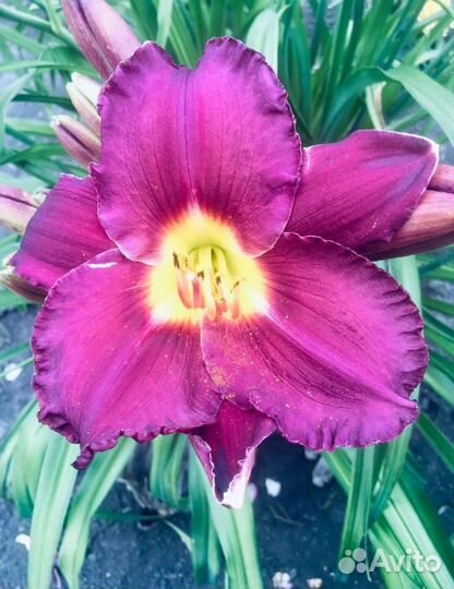 Лилейник гибридный