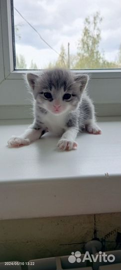 Кошка в дар бесплатно