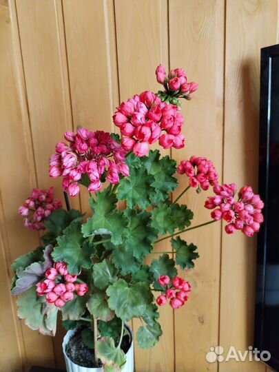 Герань пеларгония