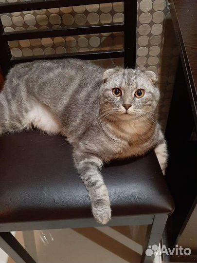 Кот вислоухий отдам