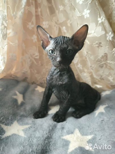 Донской сфинкс кошка