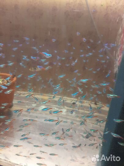 Неон голубой