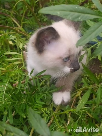 Котята в добрые руки мальчики