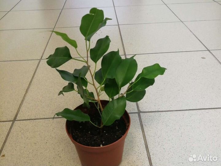 Фикус бенджамина
