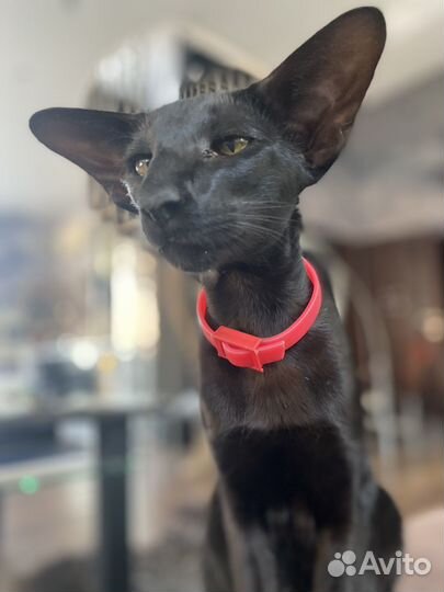 Потерялся кот