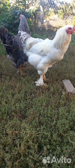 Молодые петухи