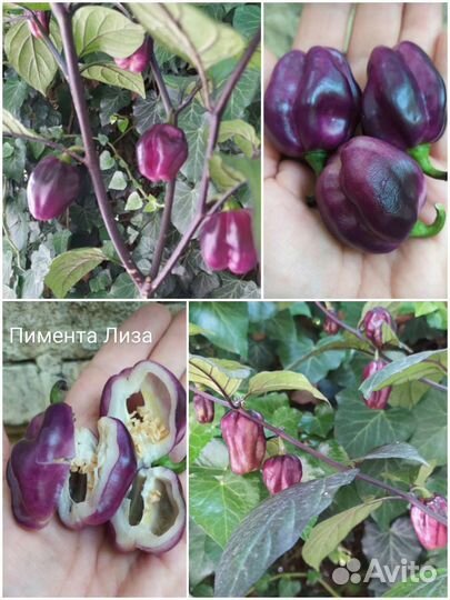 Семена Острый перец новинки 2022