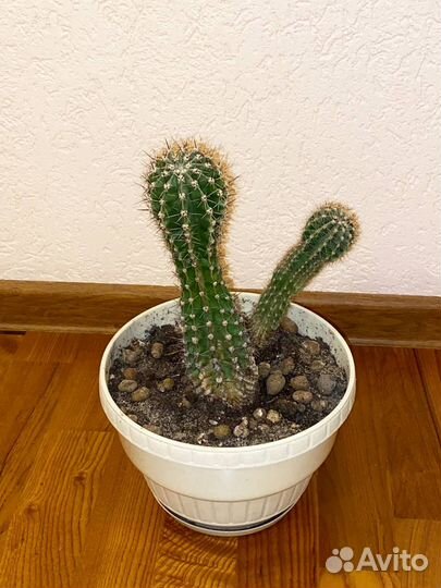 Комнатные цветы: драцена, кактус