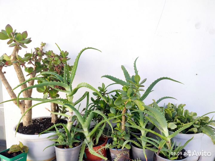 Крассула,бансай, толстянка,денежное дерево