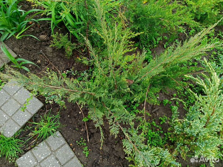 Туи, можжевельник