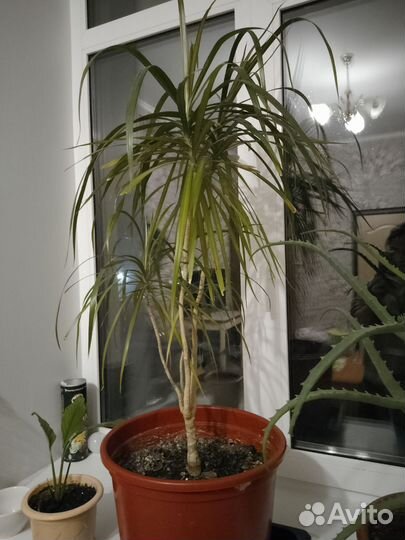 Пальма драцена