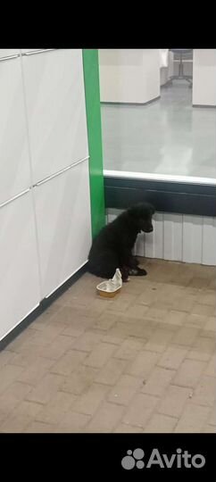 Щеночек в добрые руки