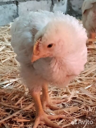 Цыплята броллер Росс 308 Венгрия