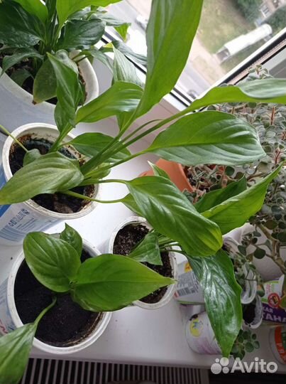 Спатифиллум