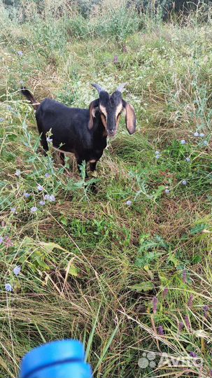 Продается козлик