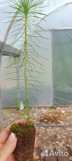 Сосна Обыкновенная/Pinus sylvestris