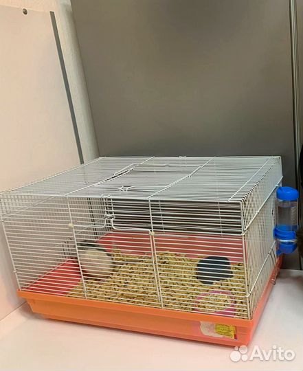 Декоративная крыса в добрые руки