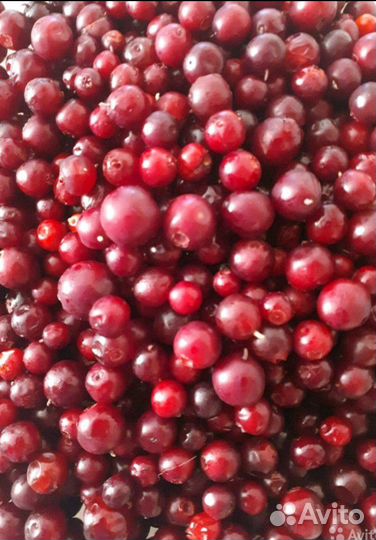 Брусника,ягода