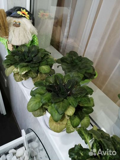 Цветы фиалки