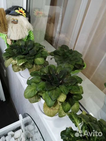 Цветы фиалки