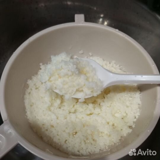 Тибетский молочный гриб/кефирный гриб (зооглея)