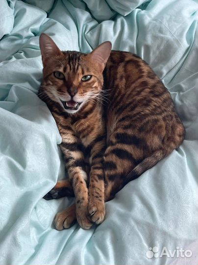 Кот в аренду для фотосесии / Бенгал в аренду